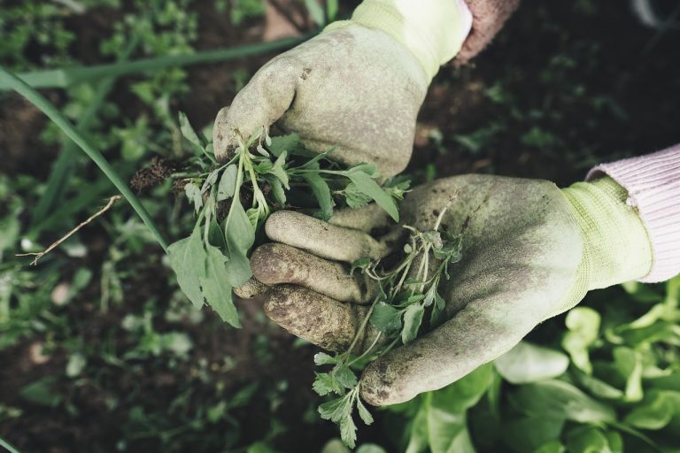 Nachhaltige Gartenpflege: Tipps für einen umweltfreundlichen und blühenden Garten